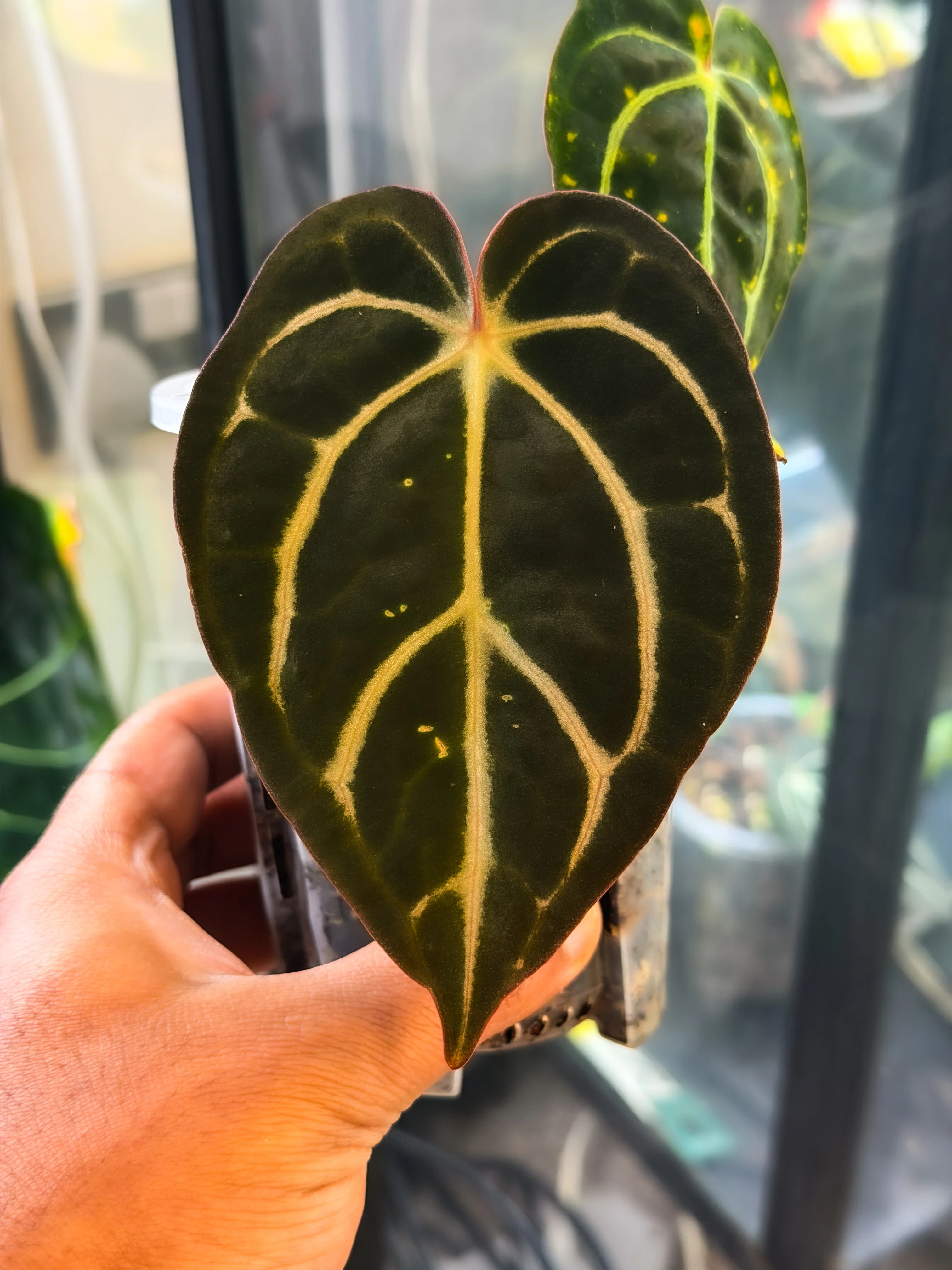 Buy the Exact Plant