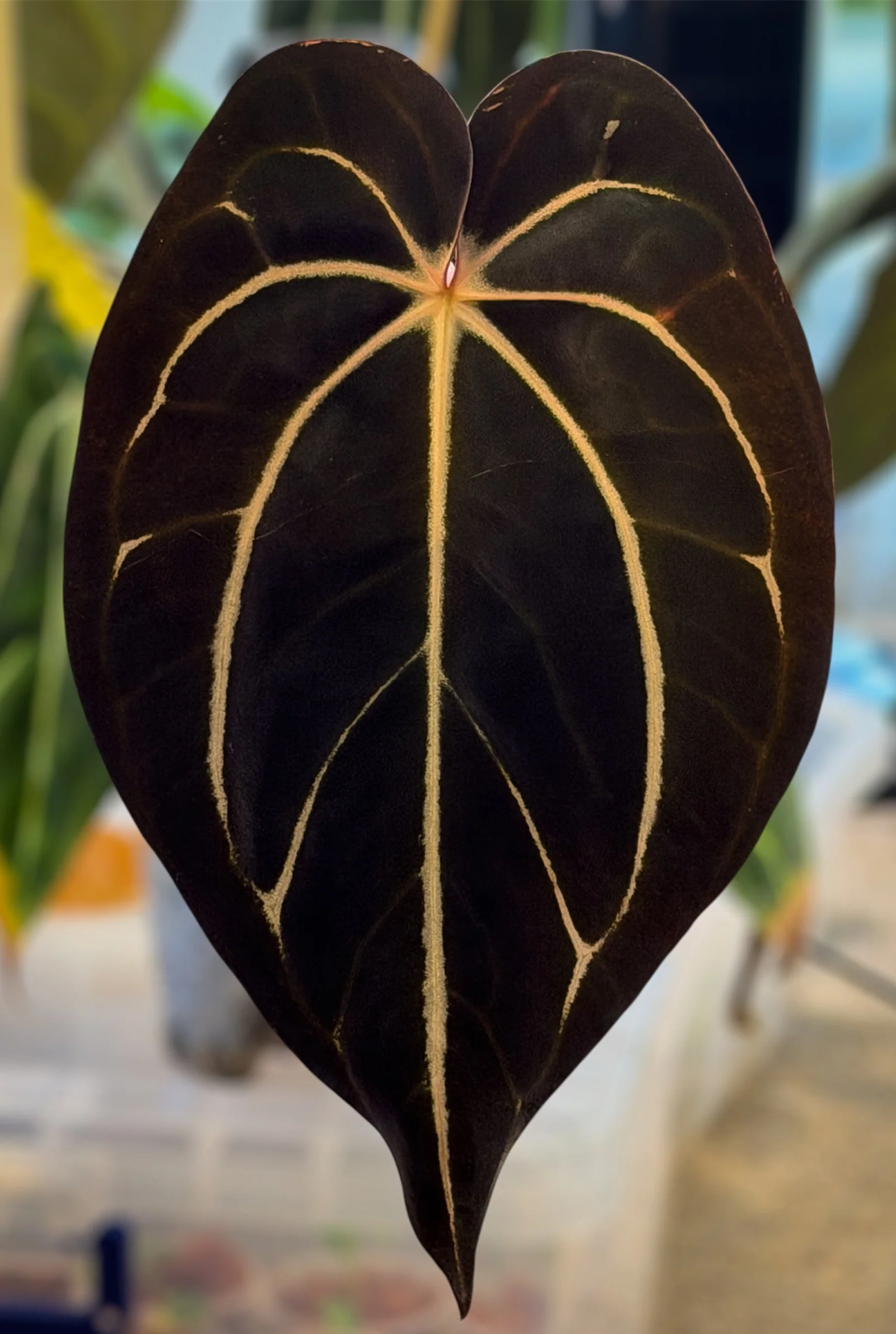 House Plants